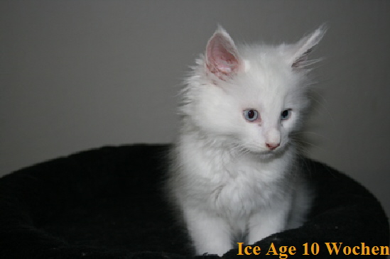 Ice Age 10 Wochen