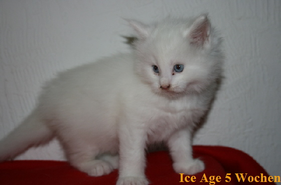 Ice Age 5 Wochen5