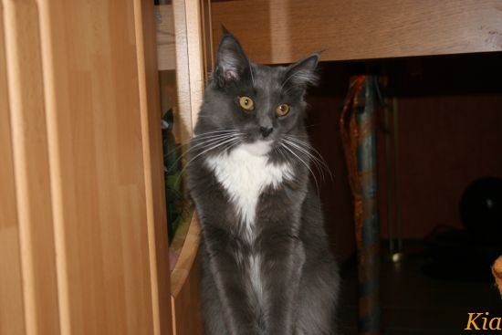 Kia 17.10.2009