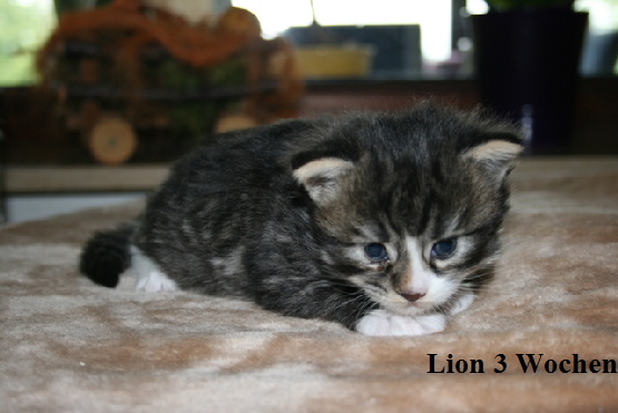 Lion 3 Wochen (6)