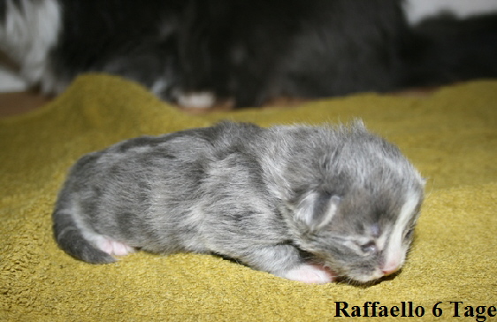 Raffaello 6 Tage (5)