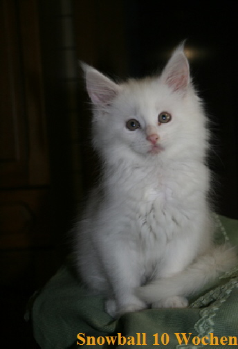 Snowball 10 Wochen1