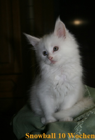 Snowball 10 Wochen3
