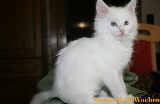 Snowball 10 Wochen4