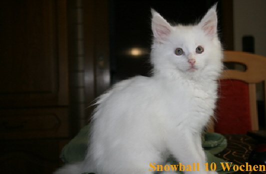 Snowball 10 Wochen5