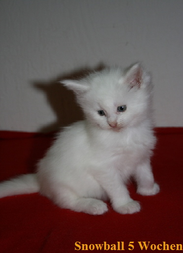 Snowball 5 Wochen5