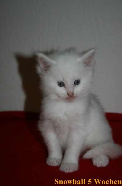 Snowball 5 Wochen6